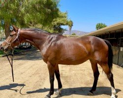 jumper Action Diagonal (anglo european sporthorse, 2010, from Action-Pezi)