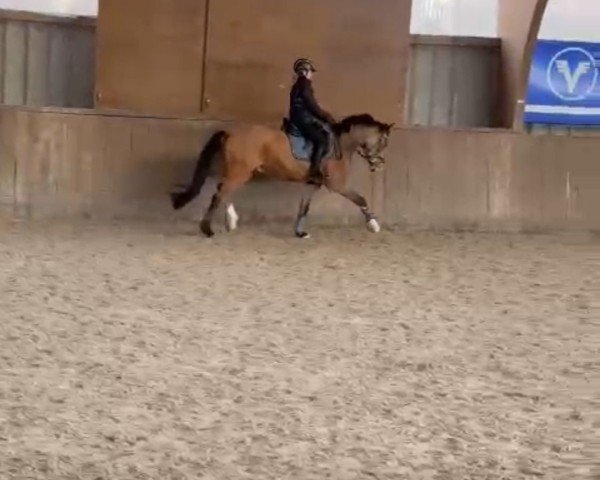 Pferd Take me to the Top (Deutsches Reitpony, 2020, von Top Champion)