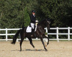 dressage horse Open Heaven (German Sport Horse, 2020, from Vivino)