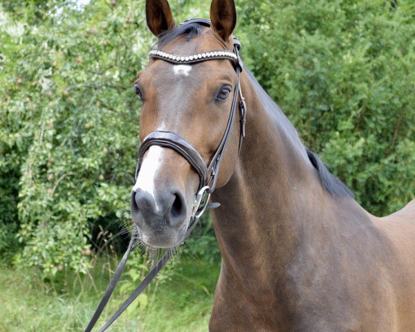 Pferd Coralimo (Holsteiner, 2018, von Cheetano)