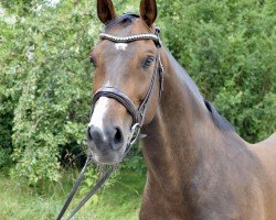 horse Coralimo (Holsteiner, 2018, from Cheetano)