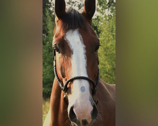 horse Mr. Pepper (Holsteiner, 2019, from Million Dollar)