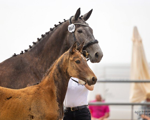 horse Prinz Ferdinand FE (Trakehner, 2023, from Lilienthal)