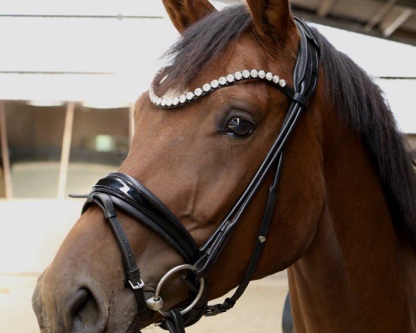 Pferd Fabulous Hailey (Hannoveraner, 2021, von Fusionist)