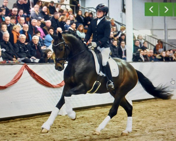 Pferd Federspiel (Oldenburger, 2017, von Foundation 2)