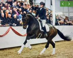 Pferd Federspiel (Oldenburger, 2017, von Foundation 2)