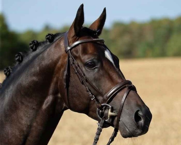 dressage horse Dukatus (Trakehner, 2013, from Iskander)