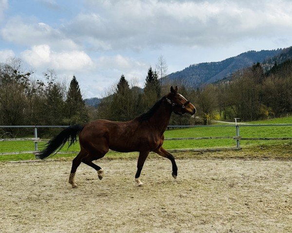 broodmare Sweet Little Princess (KWPN (Royal Dutch Sporthorse), 2006, from Sydney)