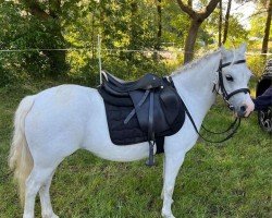 horse Rosenbeeks Funny Girl (Welsh mountain pony (SEK.A), 2010, from Ruiten A Quattro)
