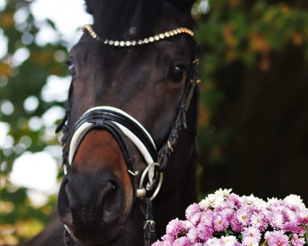 dressage horse Der Leopold (Hanoverian, 2016, from Don Index)