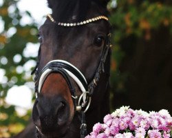 dressage horse Der Leopold (Hanoverian, 2016, from Don Index)