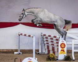 stallion Santorino (KWPN (Royal Dutch Sporthorse), 2022, from Zirocco Blue)