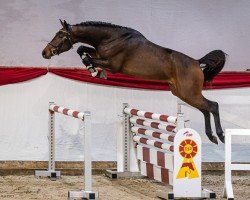 stallion Zinetino (German Sport Horse, 2022, from Zinedream)