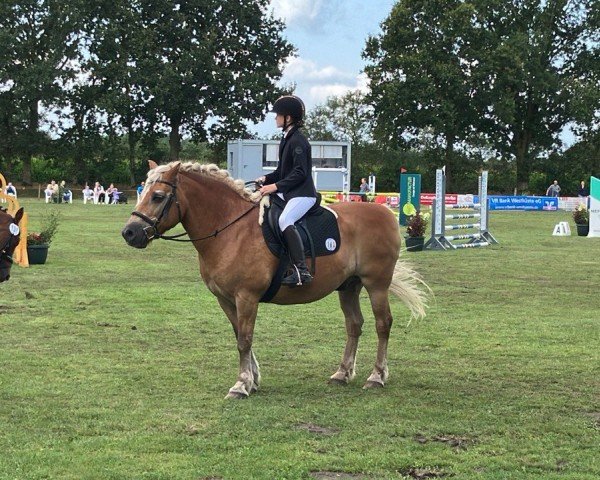 dressage horse Lasse (Haflinger, 2003, from Maestro)
