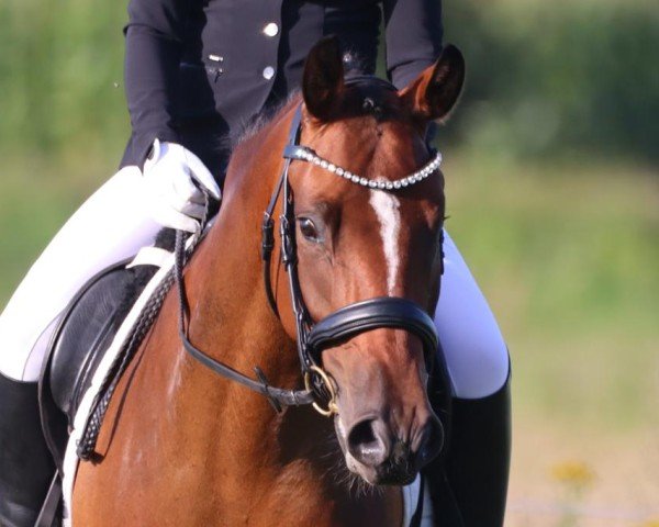 horse Skylar Grey (Oldenburg, 2019, from Proud Rocketti)