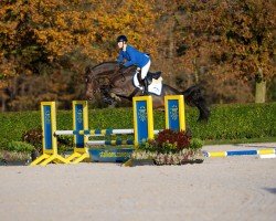 stallion Gran Diablo (Holsteiner, 2021, from Grandorado TN)