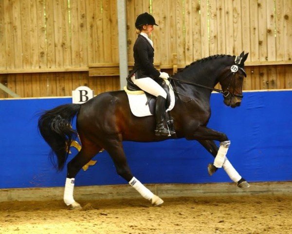 dressage horse Rookie 12 (Westphalian, 2004, from Rockwell) dressage horse Rookie 12 (Westphalian, 2004, from Rockwell)