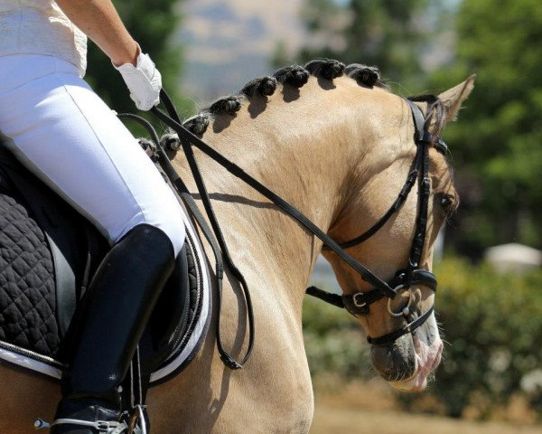Dressurpferd Coole Optik (Deutsches Reitpony, 2008, von FS Champion de Luxe)