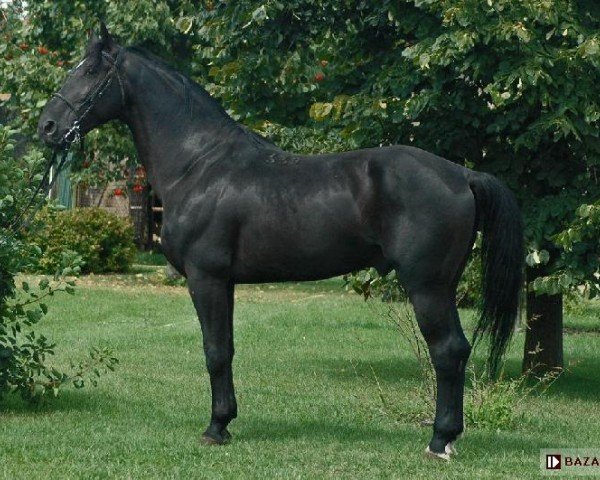 stallion Burgund (Schlesier, , from Palant 635) stallion Burgund (Schlesier, , from Palant 635)