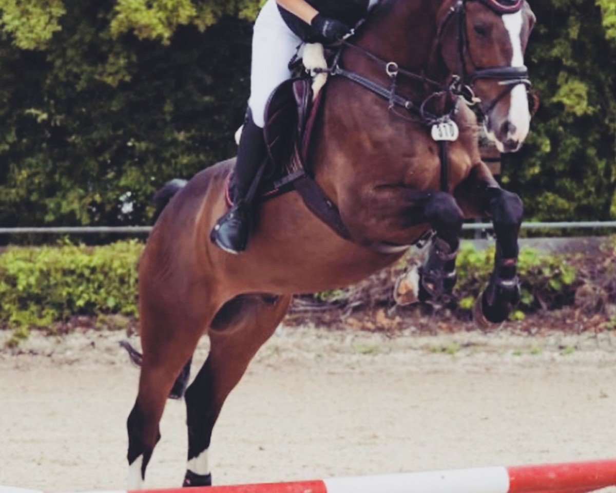 jumper Cassal's Boy (Holsteiner, 2012, from Casall Ask)