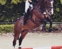 jumper Cassal's Boy (Holsteiner, 2012, from Casall Ask)