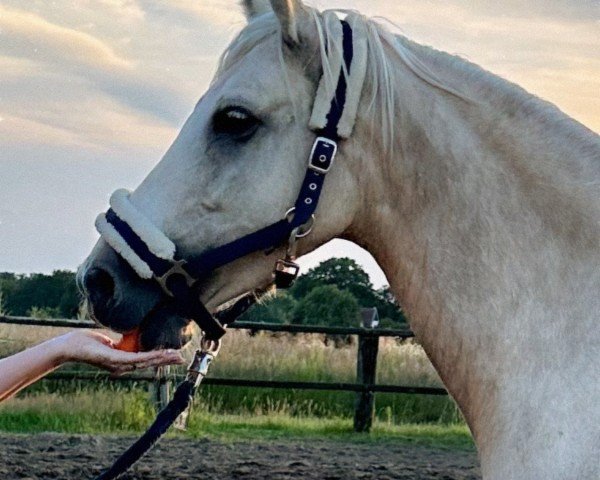 dressage horse Cuno v.H. (German Riding Pony, 2019, from Can do v.H.)