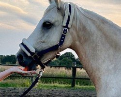 dressage horse Cuno v.H. (German Riding Pony, 2019, from Can do v.H.)