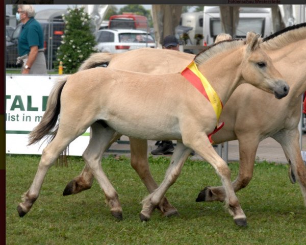 horse Dirac (Fjord Horse, 2021, from Ågerupgårds Disko)