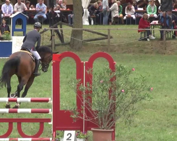 Radolfzell 2013 - Reit- und Springturnier des RC Bodenseereiter