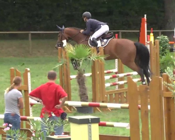 Radolfzell 2013 - Reit- und Springturnier des RC Bodenseereiter
