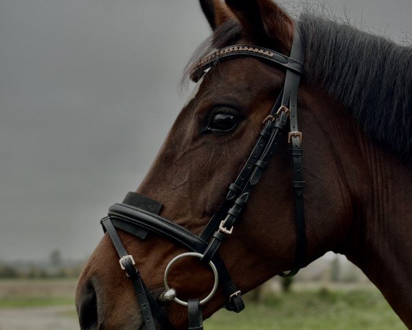 dressage horse Topia (German Sport Horse, 2017, from Birkhof's Topas Fbw)