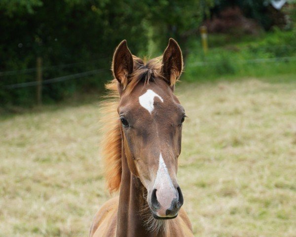 horse Baronesse Of Fire (Hanoverian, 2024, from Barbarossa)
