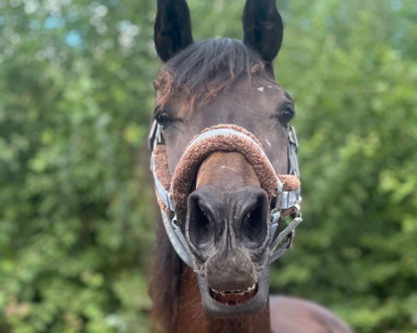 horse Tanzaniet W (KWPN (Royal Dutch Sporthorse), 2023, from Livius)