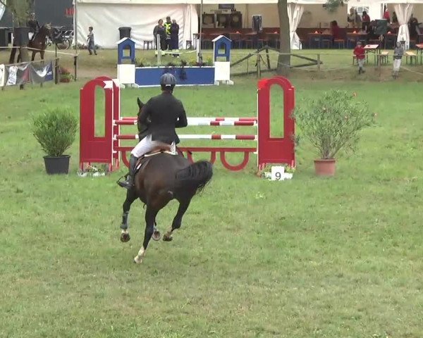 Radolfzell 2013 - Reit- und Springturnier des RC Bodenseereiter