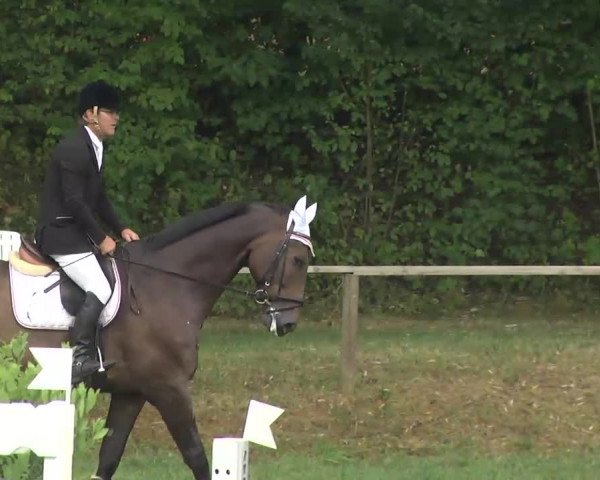 Radolfzell 2013 - Reit- und Springturnier des RC Bodenseereiter