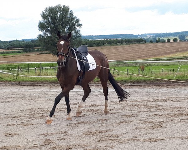 horse Diamond Sparkle (Oldenburg, 2017, from Diamond Hit)