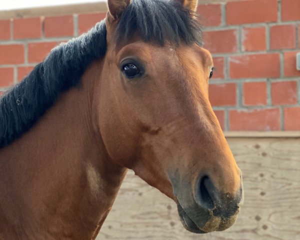 jumper Eclair au Chocolat (German Warmblood, 2017, from Epsom Gesmeray)