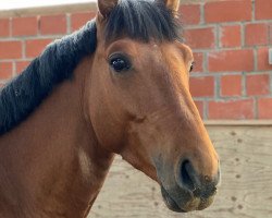 jumper Eclair au Chocolat (German Warmblood, 2017, from Epsom Gesmeray)