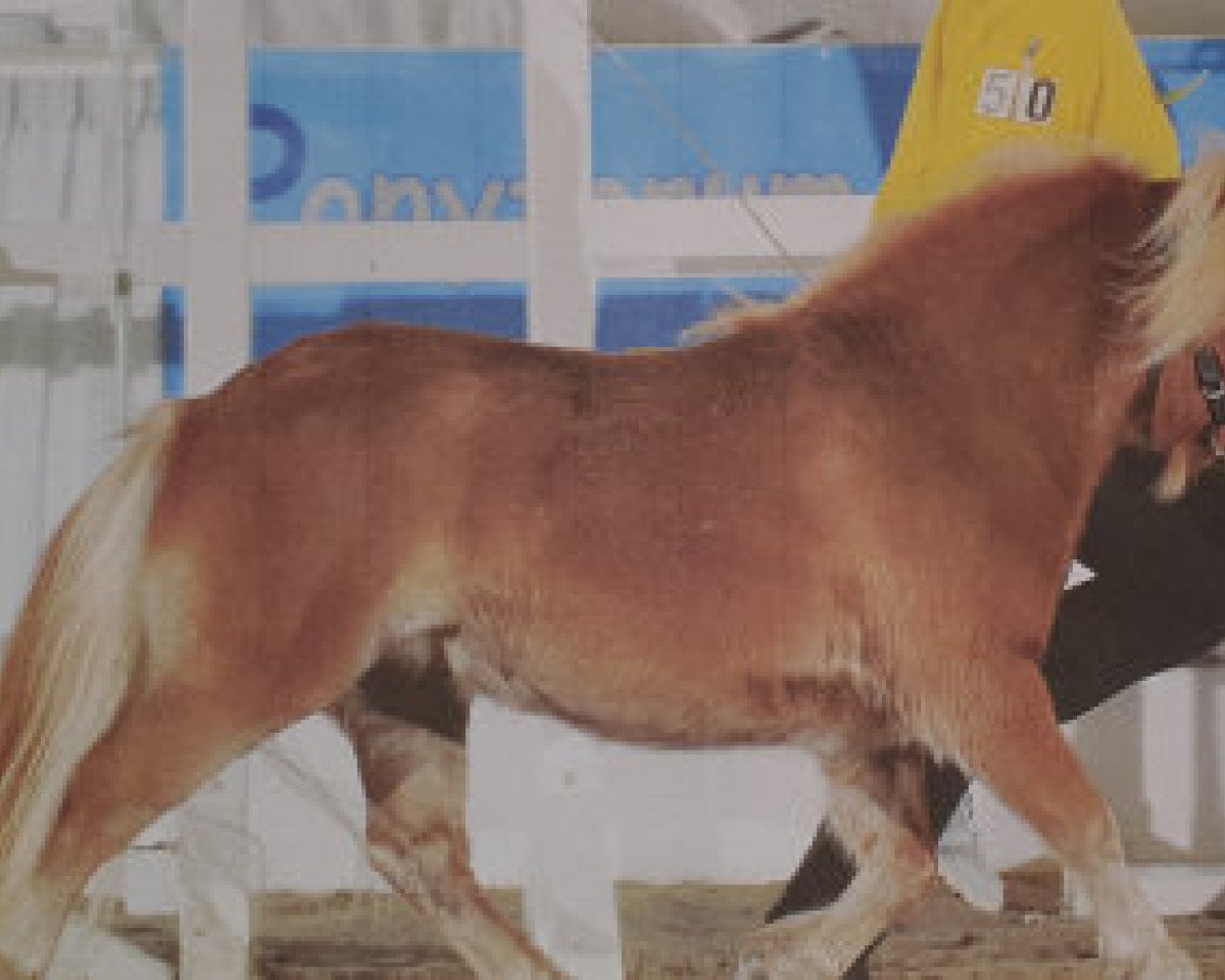 stallion Gustavo B (Shetland pony (under 87 cm), 2017, from Gustav B)