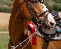 jumper Hasster van de Mispelaire (Oldenburg show jumper, 2012, from Hasall van de Mispelaere)