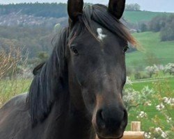 dressage horse Zeta Jones 6 (Westphalian, 2020, from Zoom)
