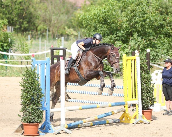Pferd Stute von Cancara / Carry (Holsteiner, 2019, von Cancara)