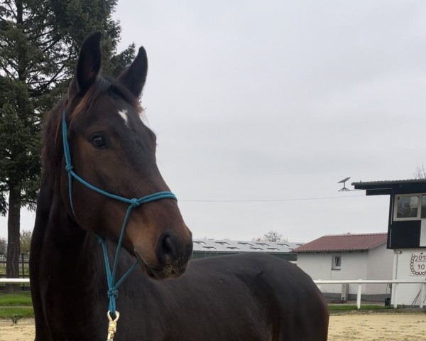 horse For your Dream (Hanoverian, 2019, from For Romance I)