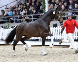 Deckhengst Dynamite (Oldenburger, 2022, von Debutant PS)