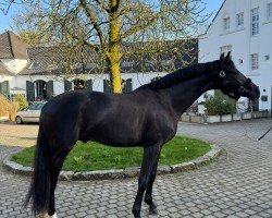 horse Solo Mio 3 (Westphalian, 2021, from So Perfect)