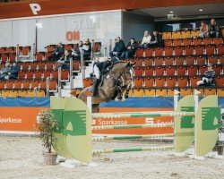 jumper Calida 125 (Oldenburg show jumper, 2017, from Carridam)