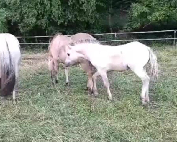 Video of Riano A&G