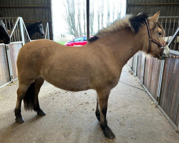 horse Kelli d'Huquinville (Fjord Horse, 2020, from Quorius d'Ober)