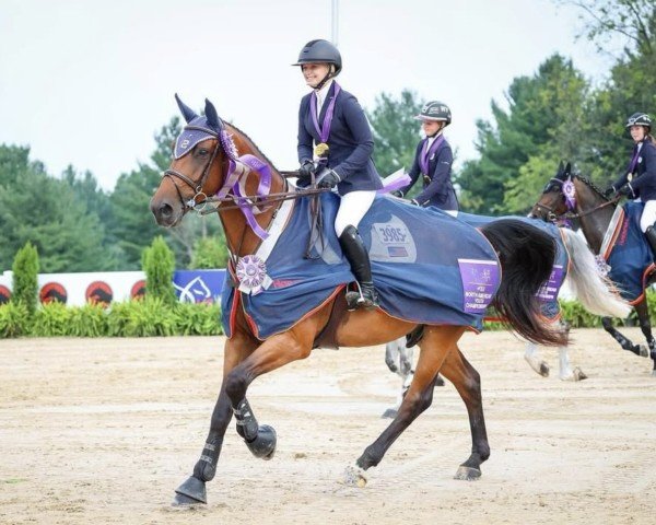 horse Don Touch de Tiji Z (Zangersheide riding horse, 2016, from Don't Touch Tiji Hero)