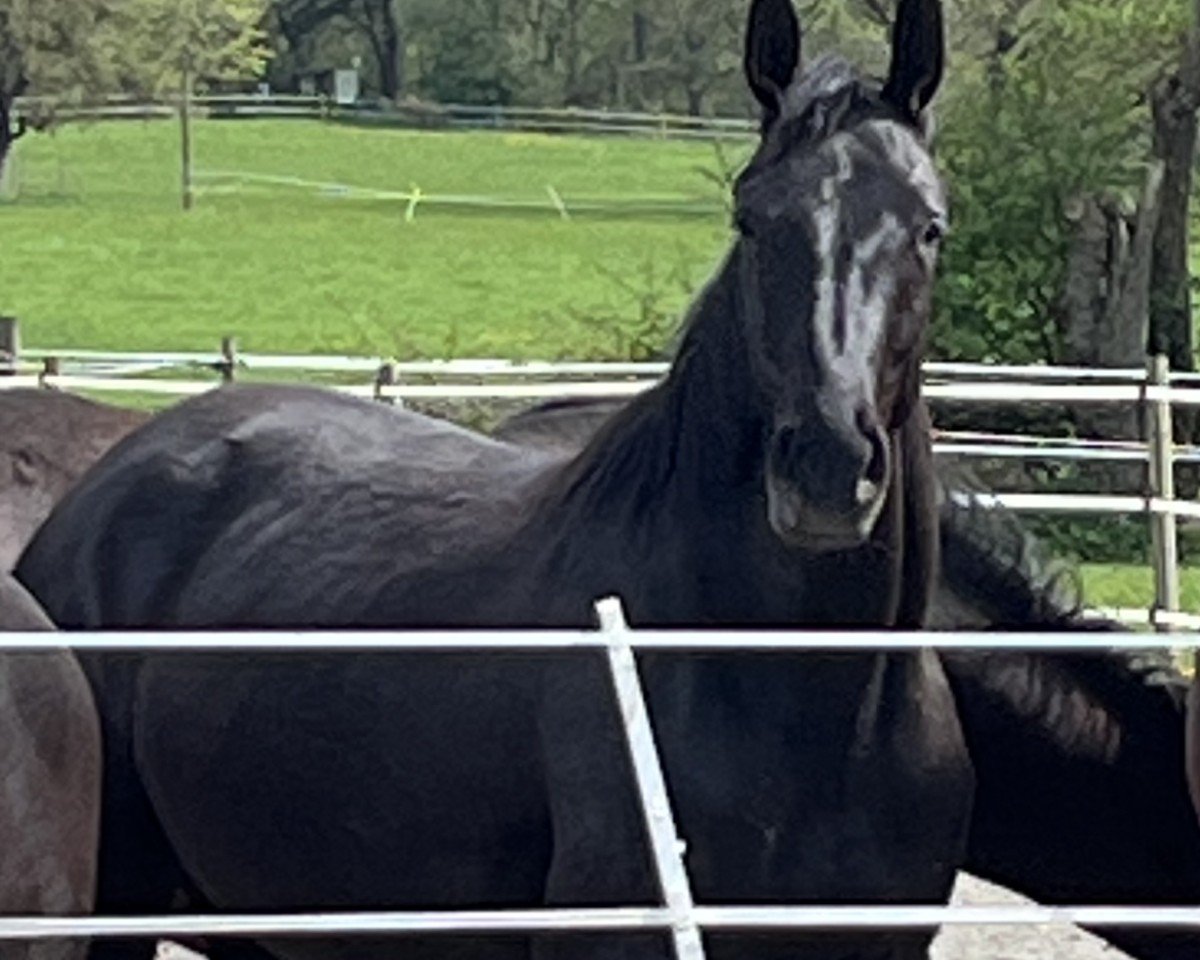 broodmare Miss Moneypenny (Hanoverian, 2022, from Morricone)